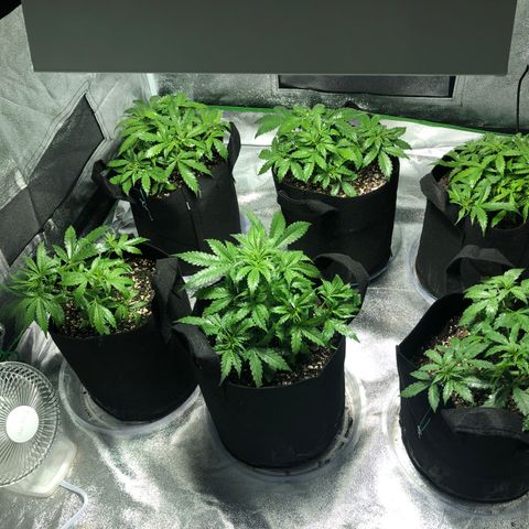 Northern Lights Auto growlog timeline photo