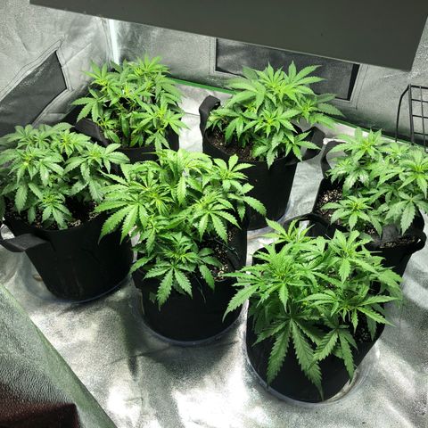 Northern Lights Auto growlog timeline photo