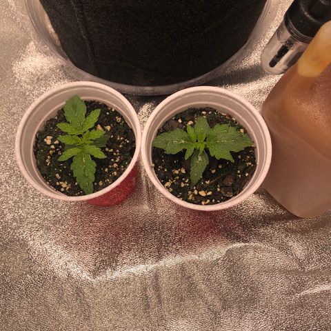 Northern Lights Auto growlog timeline photo