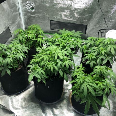 Northern Lights Auto growlog timeline photo