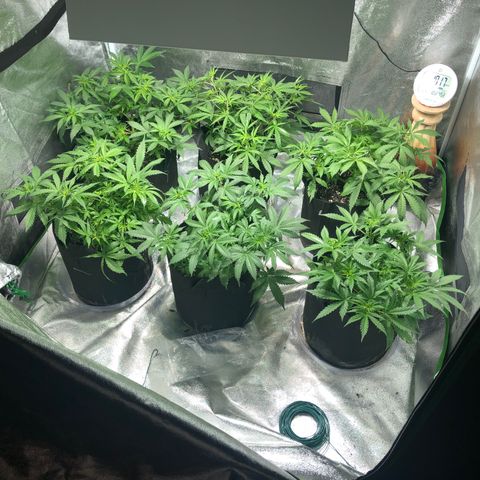 Northern Lights Auto growlog timeline photo