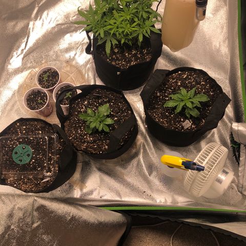 Northern Lights Auto growlog timeline photo