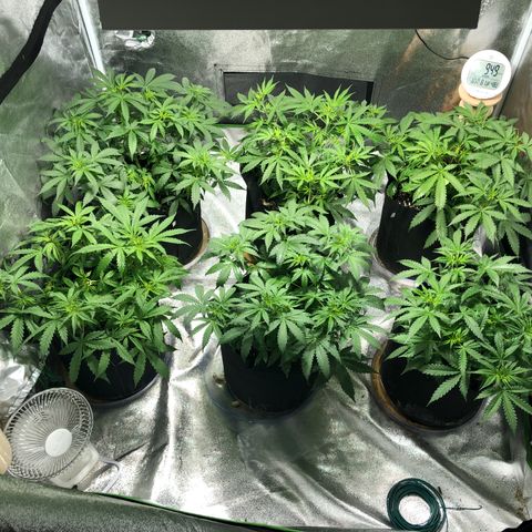 Northern Lights Auto growlog timeline photo