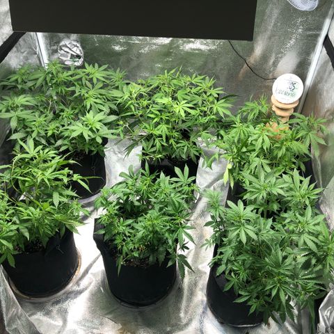 Northern Lights Auto growlog timeline photo