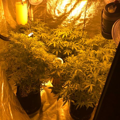 Northern Lights Auto growlog timeline photo