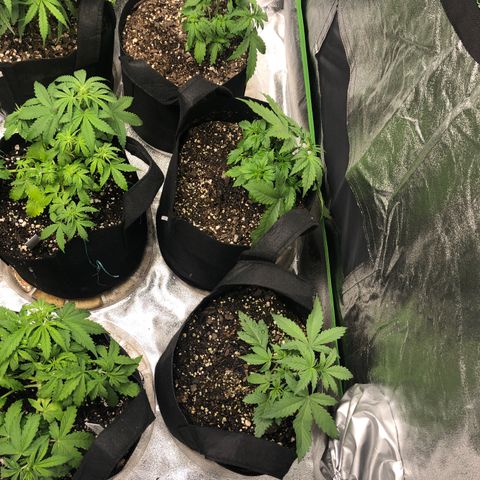Northern Lights Auto growlog timeline photo
