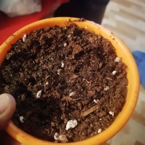 Critical xxl growlog photo: Hoy la puse en una maseta a esperar que salgan sus primeras hojas 