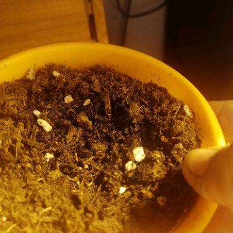 Critical xxl growlog photo: Segundo día con luz 