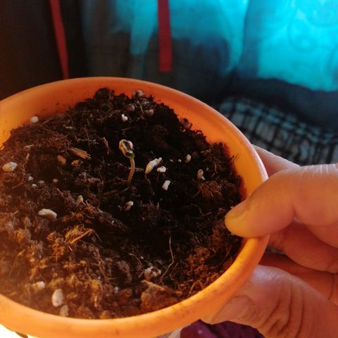 Critical xxl growlog photo: Se estoy echando agua de a poco todo los días fijando me que la tierra este media seca 