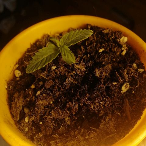 Critical xxl growlog photo: Todo bien 💪