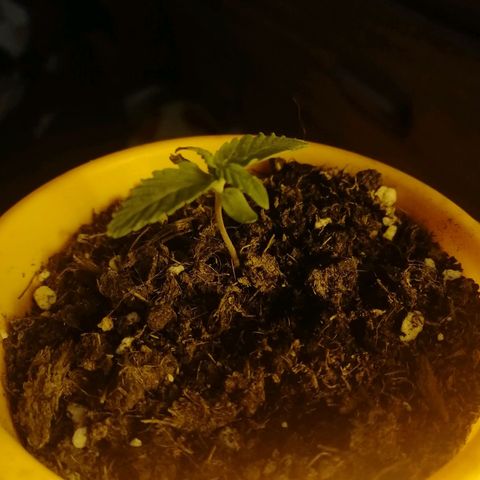 Critical xxl growlog photo: Todo bien 💪