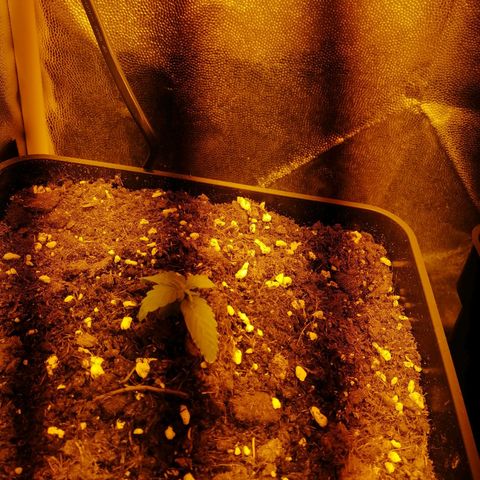 Critical xxl growlog photo: Así despertó mi plantita