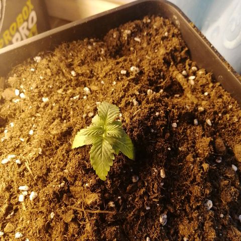 Critical xxl growlog photo: Sigue así después del trasplante 