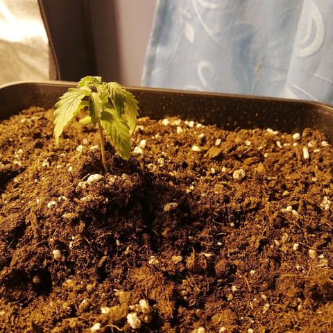 Critical xxl growlog photo: Le eche 1 litro de agua se aún un poco triste pero me fije que si a crecido un poco 