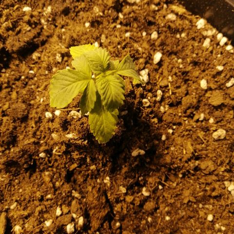 Critical xxl growlog photo: Le eche 1 litro de agua se aún un poco triste pero me fije que si a crecido un poco 