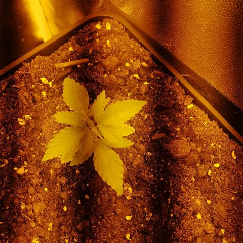 Critical xxl growlog photo: Se mucho mejor solo me falta ver lo del agua bien para así tener todo controlado 🤭