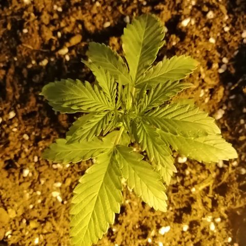 Critical xxl growlog photo: Así esta hoy y le eche su primera dosis de fertilizante vegetativo