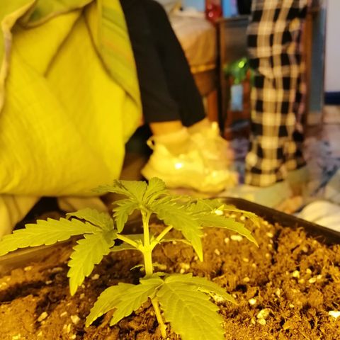 Critical xxl growlog photo: Así esta hoy y le eche su primera dosis de fertilizante vegetativo