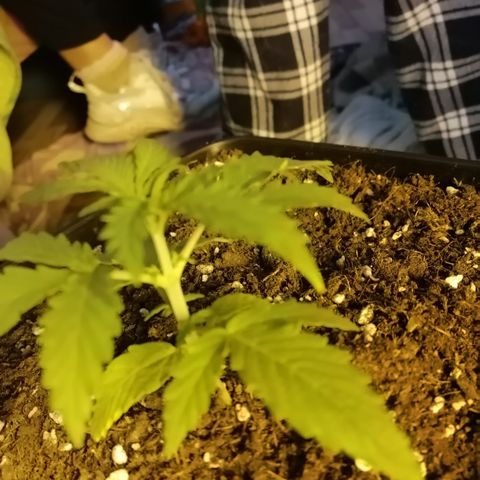 Critical xxl growlog photo: Así esta hoy y le eche su primera dosis de fertilizante vegetativo
