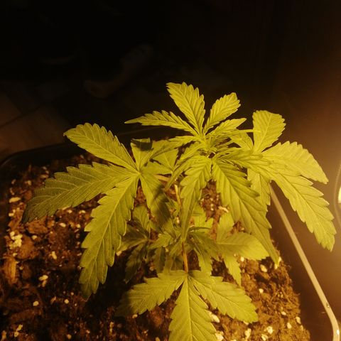 Critical xxl growlog photo: Mide 15