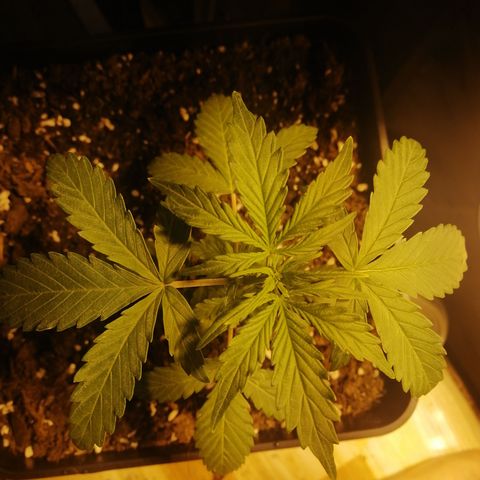 Critical xxl growlog photo: Mide 15