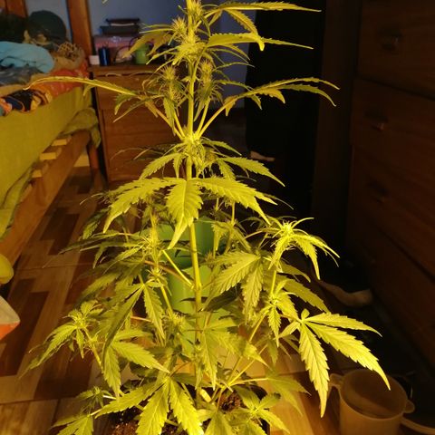 Critical xxl growlog timeline photo