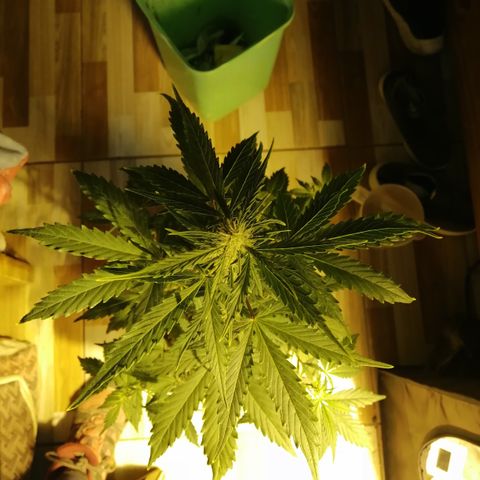 Critical xxl growlog timeline photo