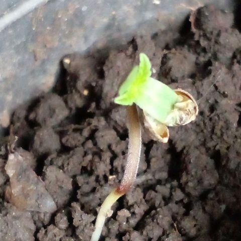 Anita growlog timeline photo