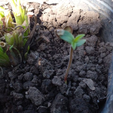Anita growlog timeline photo