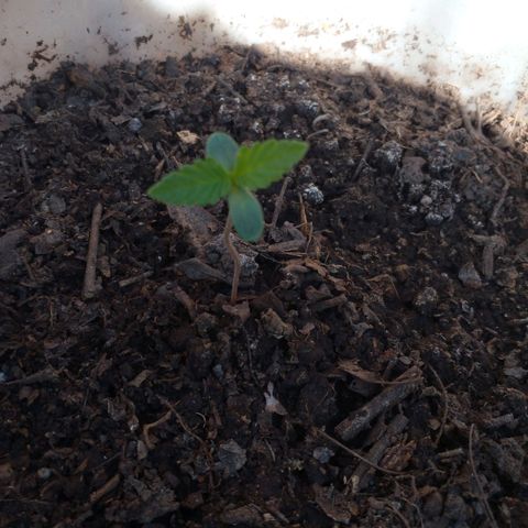 Anita growlog timeline photo
