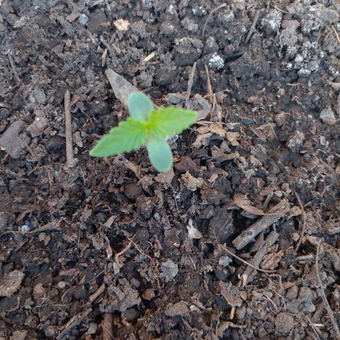 Anita growlog timeline photo