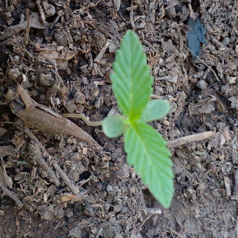 Anita growlog timeline photo