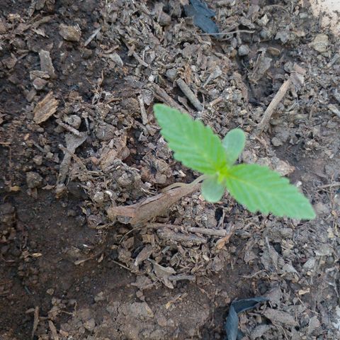 Anita growlog timeline photo