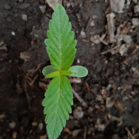 Anita growlog timeline photo