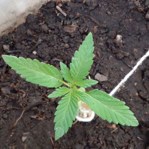 Anita growlog timeline photo