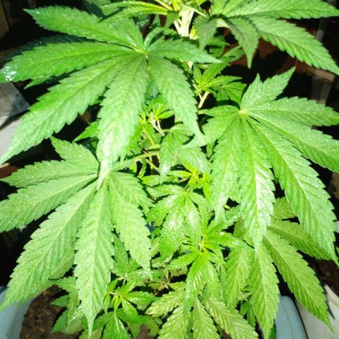 Anita growlog timeline photo