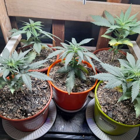 Mari growlog timeline photo