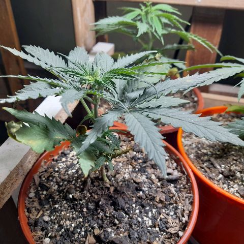 Mari growlog timeline photo
