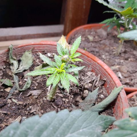 Mari growlog timeline photo