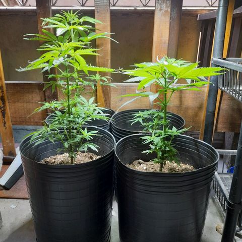 Mari growlog timeline photo