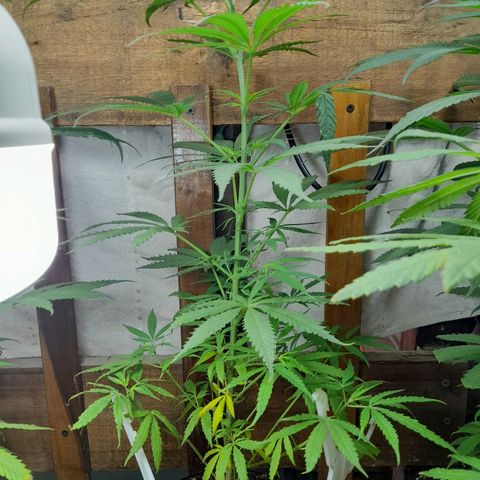 Mari growlog timeline photo