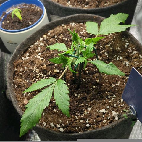 Cream Caramel Auto 2 growlog timeline photo