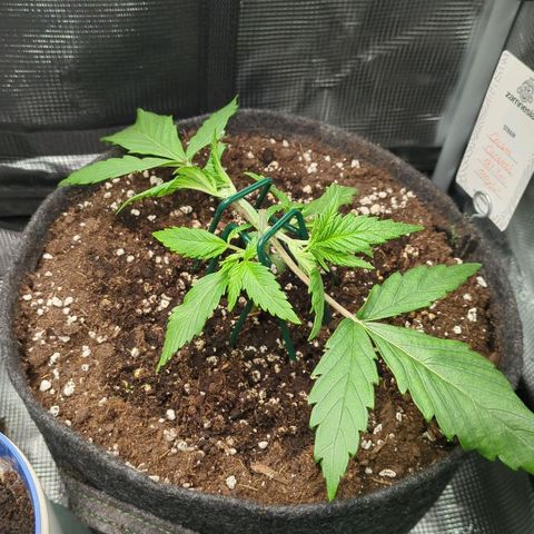 Cream Caramel Auto 1 growlog timeline photo