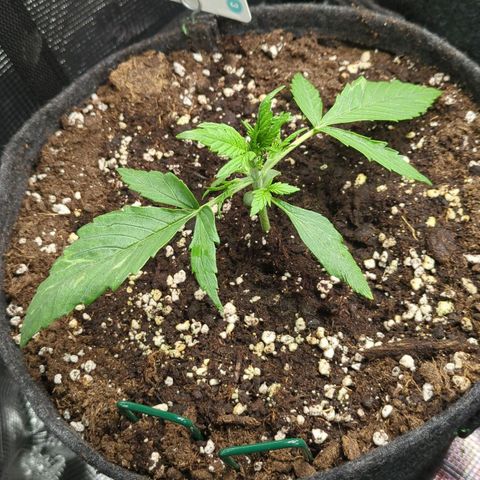 White Widow Automatic growlog timeline photo