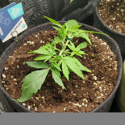 White Widow Automatic growlog timeline photo