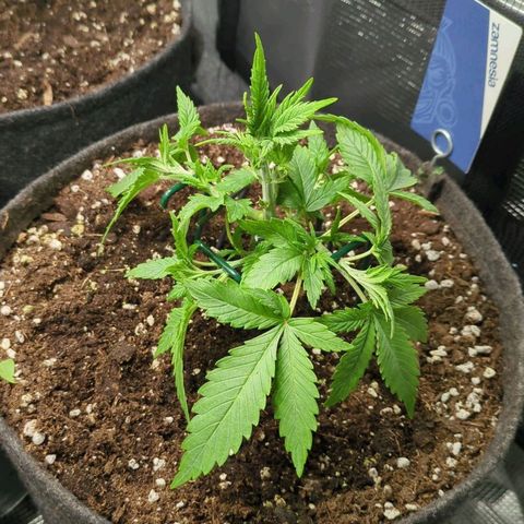 Cream Caramel Auto 2 growlog timeline photo