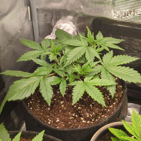 Cream Caramel Auto 1 growlog timeline photo