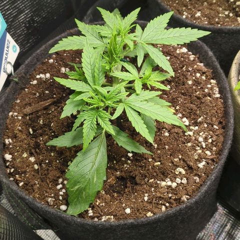 White Widow Automatic growlog timeline photo