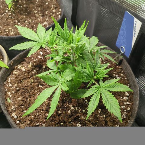 Cream Caramel Auto 2 growlog timeline photo