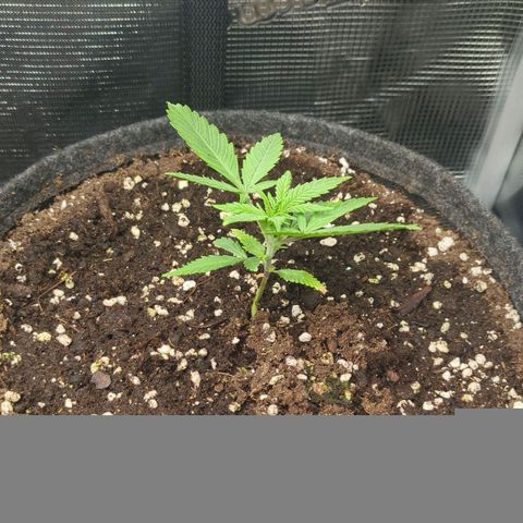 Cream Caramel Auto 3 growlog timeline photo